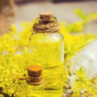 Ekstrakt z łodygi złotej laski